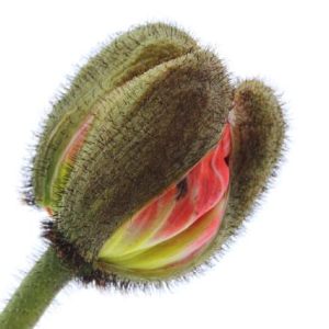 Poppies