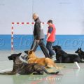 OBEISSANCE . 2ème Sélectif Championnat de France 2014 . Groupe 3